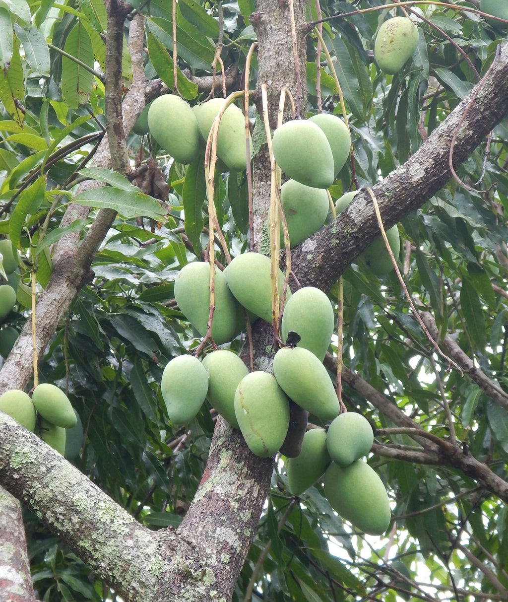 Fresh Organic Florida Mangoes Large Box - Gatherings Grove