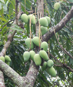Fresh Organic Florida Mangoes Large Box - Gatherings Grove