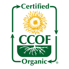 Fresh Organic Florida Mangoes Medium Box - Gatherings Grove
